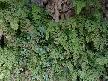 Adiantum capillus-veneris